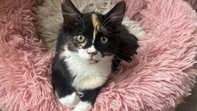 chaton sauvetage @Cats Protection South Wirral