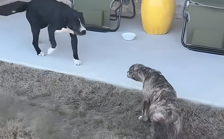 chien chiot adopté