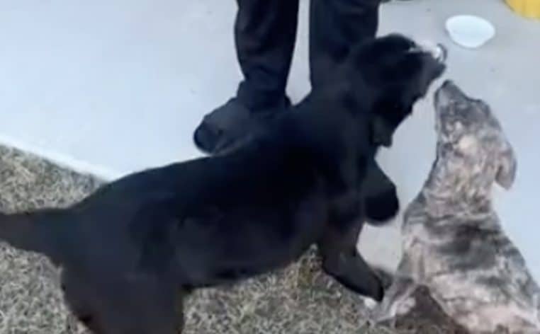 chien chiot adopté