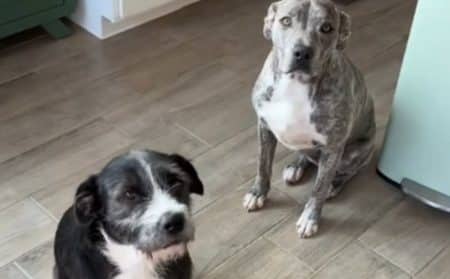 chien chiot adopté