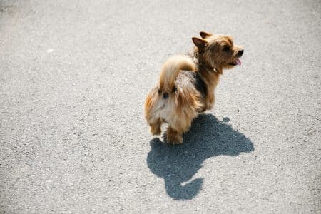 Chien sans laisse