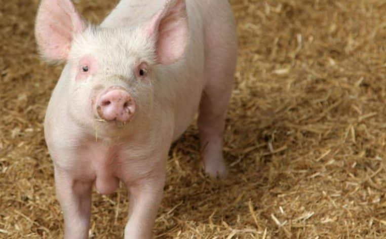 cochon poumons actualité