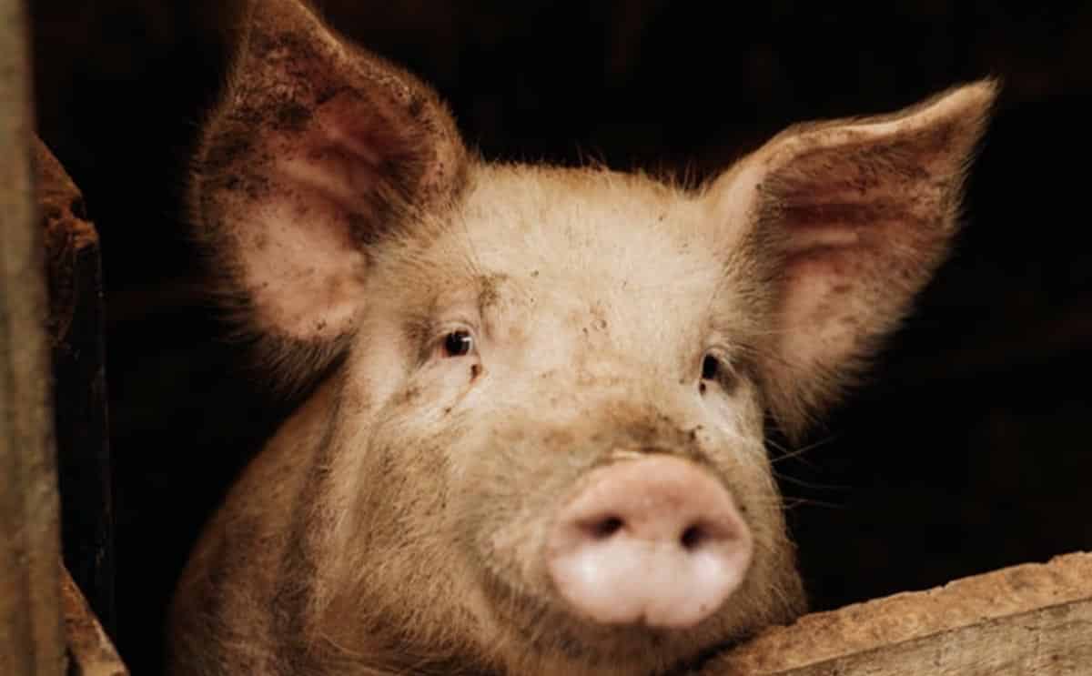 têtes de cochons mosquées