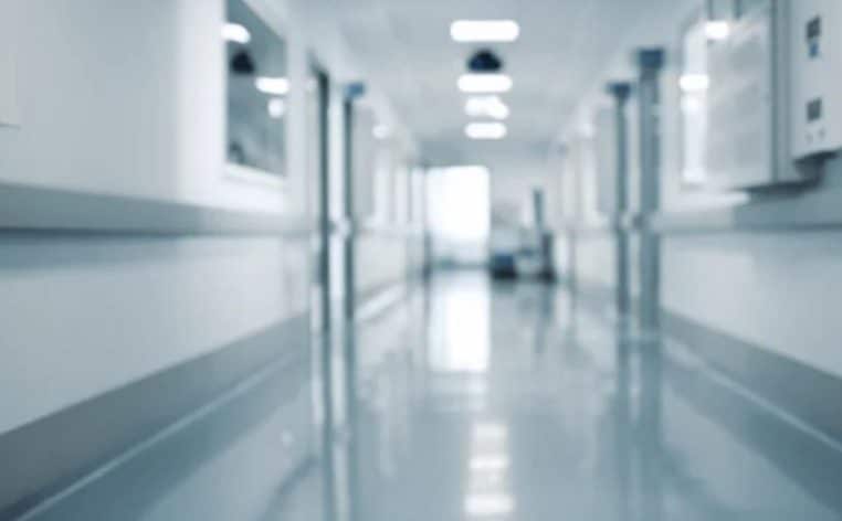 cochon poumons actualité