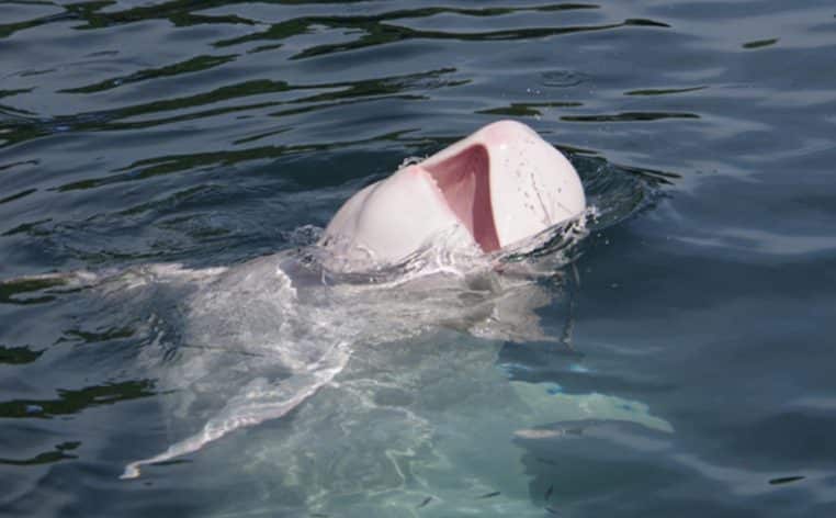 dauphin albinos informations