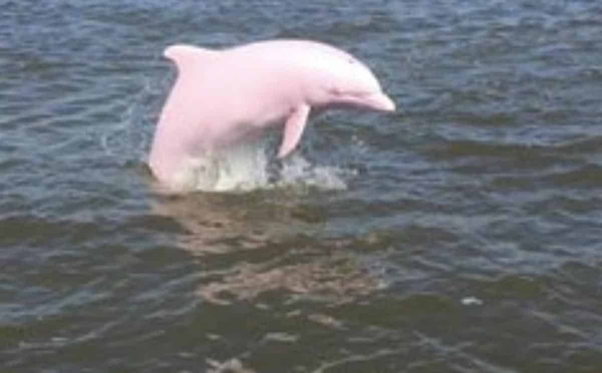 dauphin albinos informations