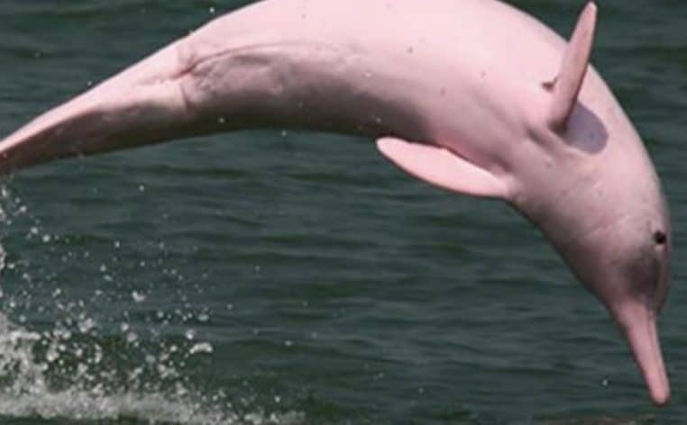 dauphin albinos informations