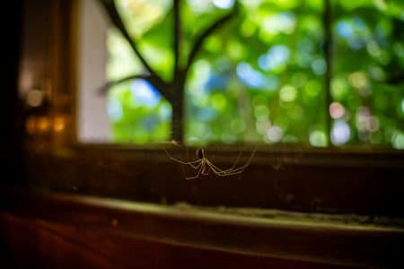 Araignée à la maison