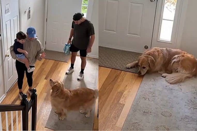 Golden retriever attend école