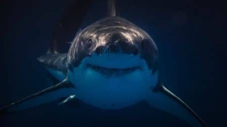 gros requin @canva