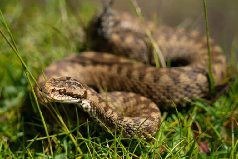 Ivre, il mord le serpent qui l'attaque