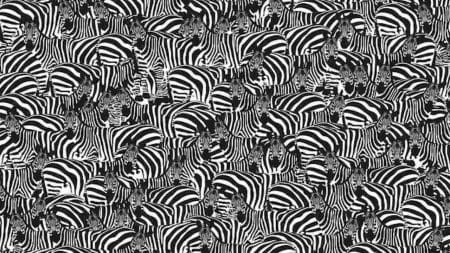 illusion zebres
