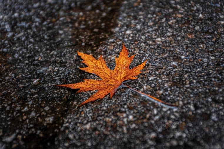 Feuilles d’automne collées sur un trottoir humide.