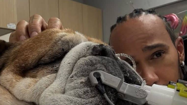 lewis hamilton et son chien sur instagram