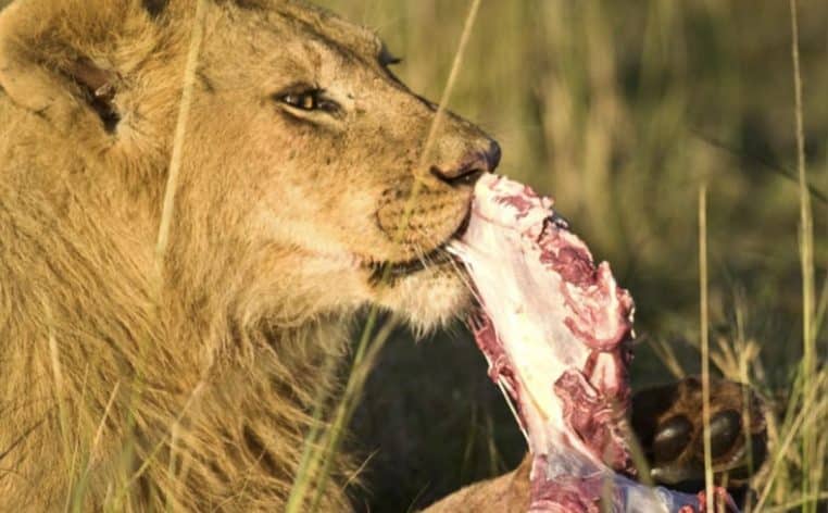 lion rhinocéros braconnier infos