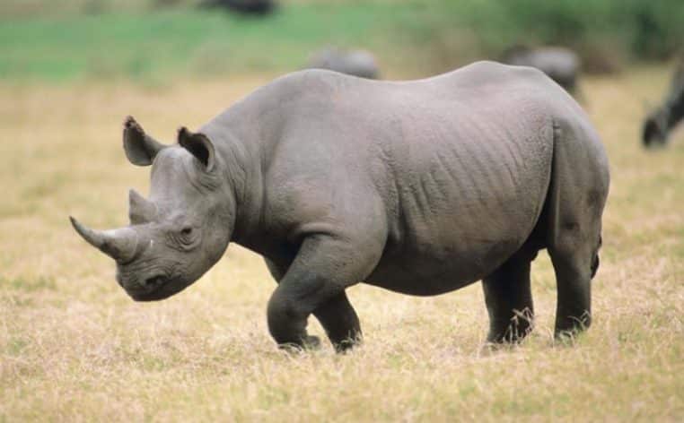 lion rhinocéros braconnier infos