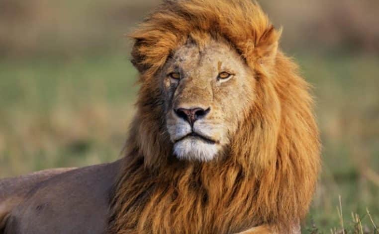 lion rhinocéros braconnier infos