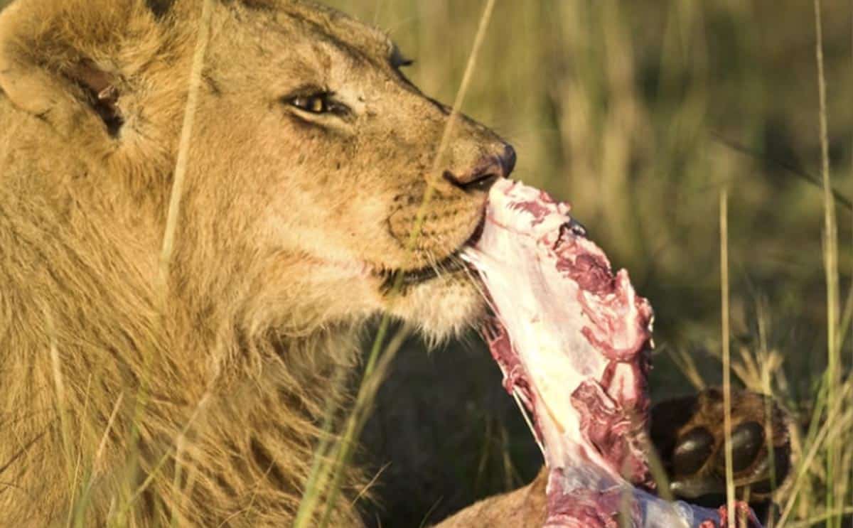 lion rhinocéros braconnier infos