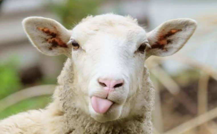 parc enfants mouton actualité