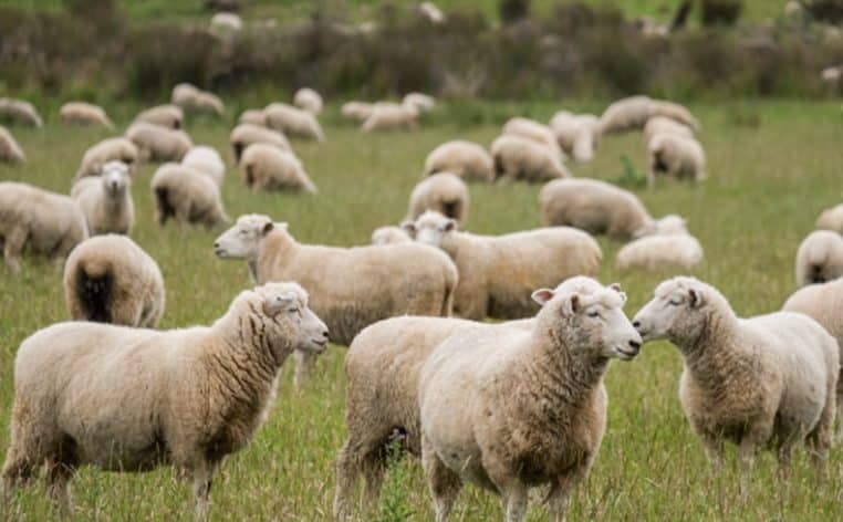 parc enfants mouton actualité