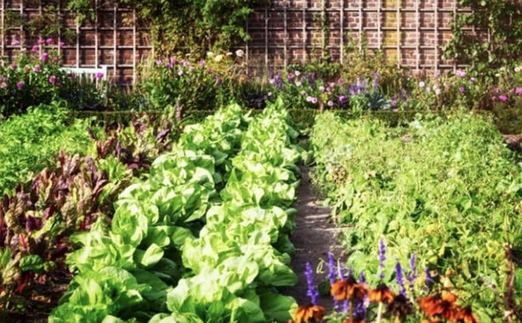 potager hiver actualité