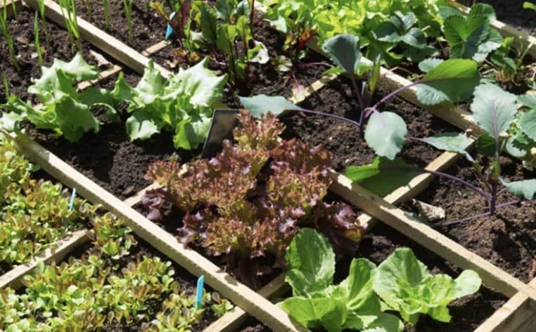 potager hiver actualité