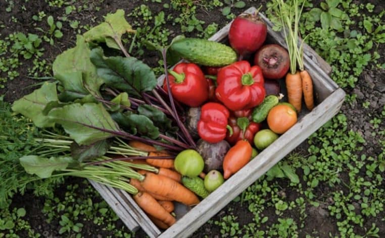 potager hiver actualité