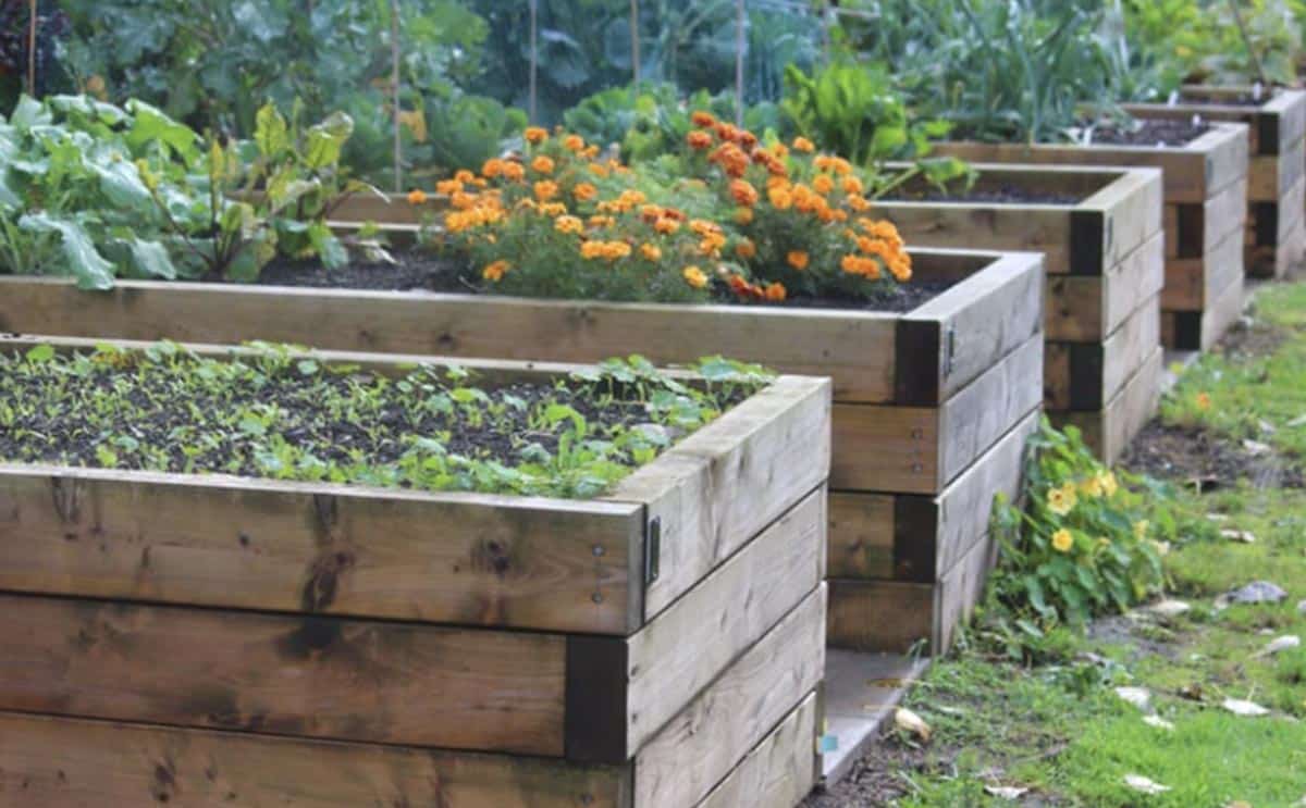 potager hiver actualité