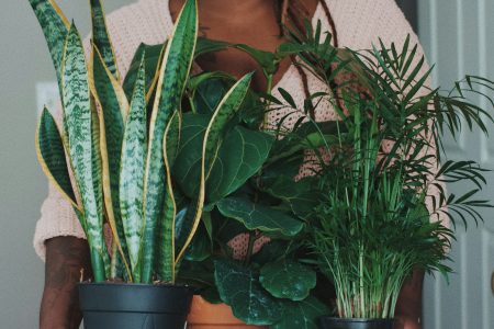 Plantes d'intérieur