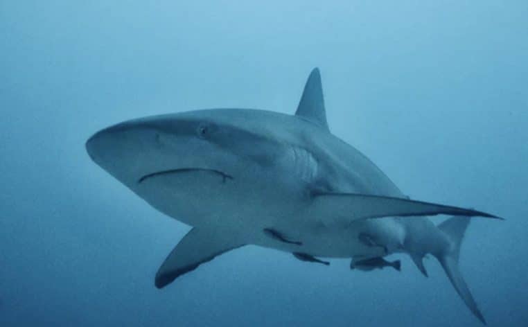 requin actualité