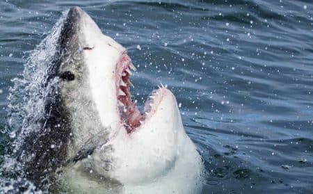 requin actualité