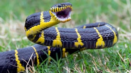 serpent @canva