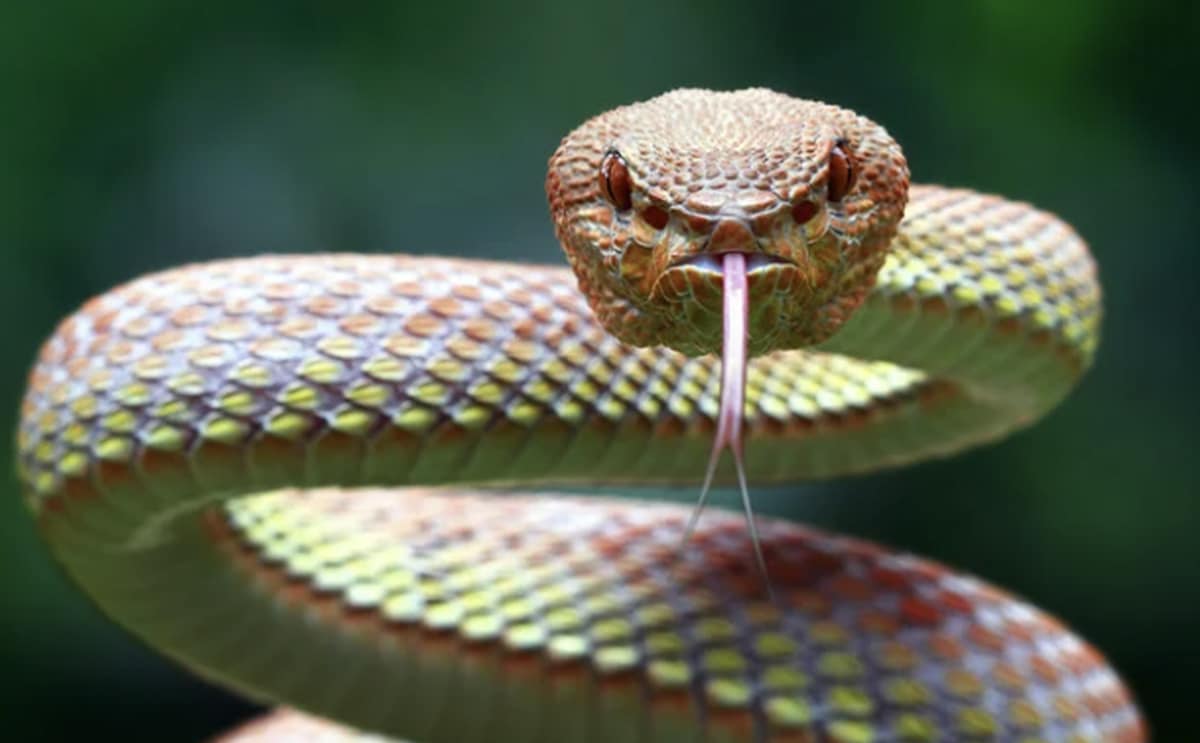 serpent morsure école actualité