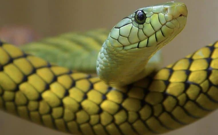 serpent morsure école actualité