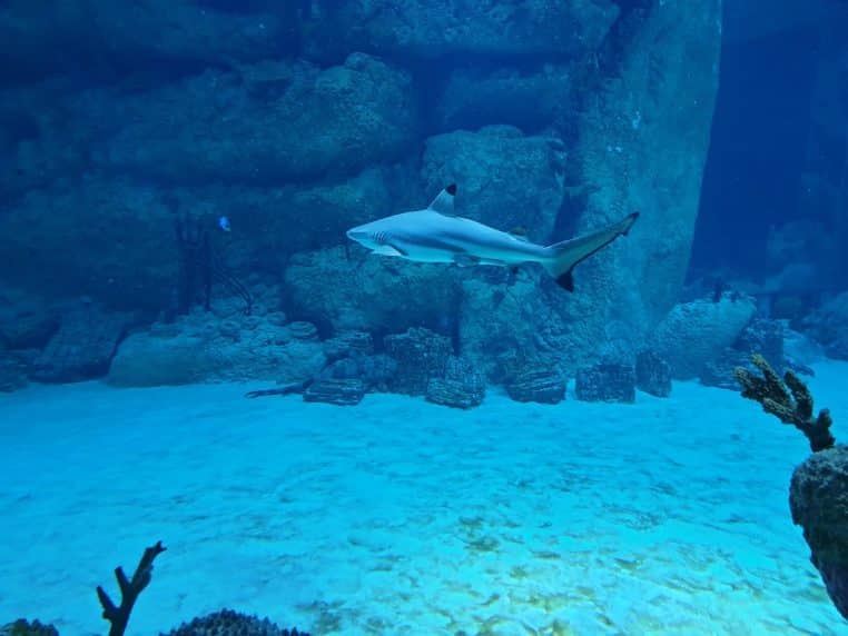 Requin nageant en profondeur, bleu océan.