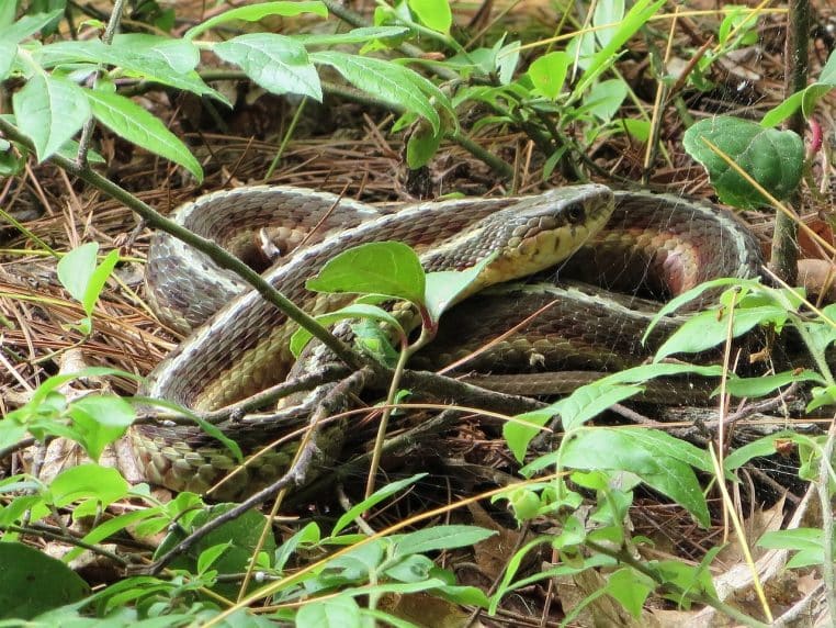 serpent vert/brun caché dans des feuilles