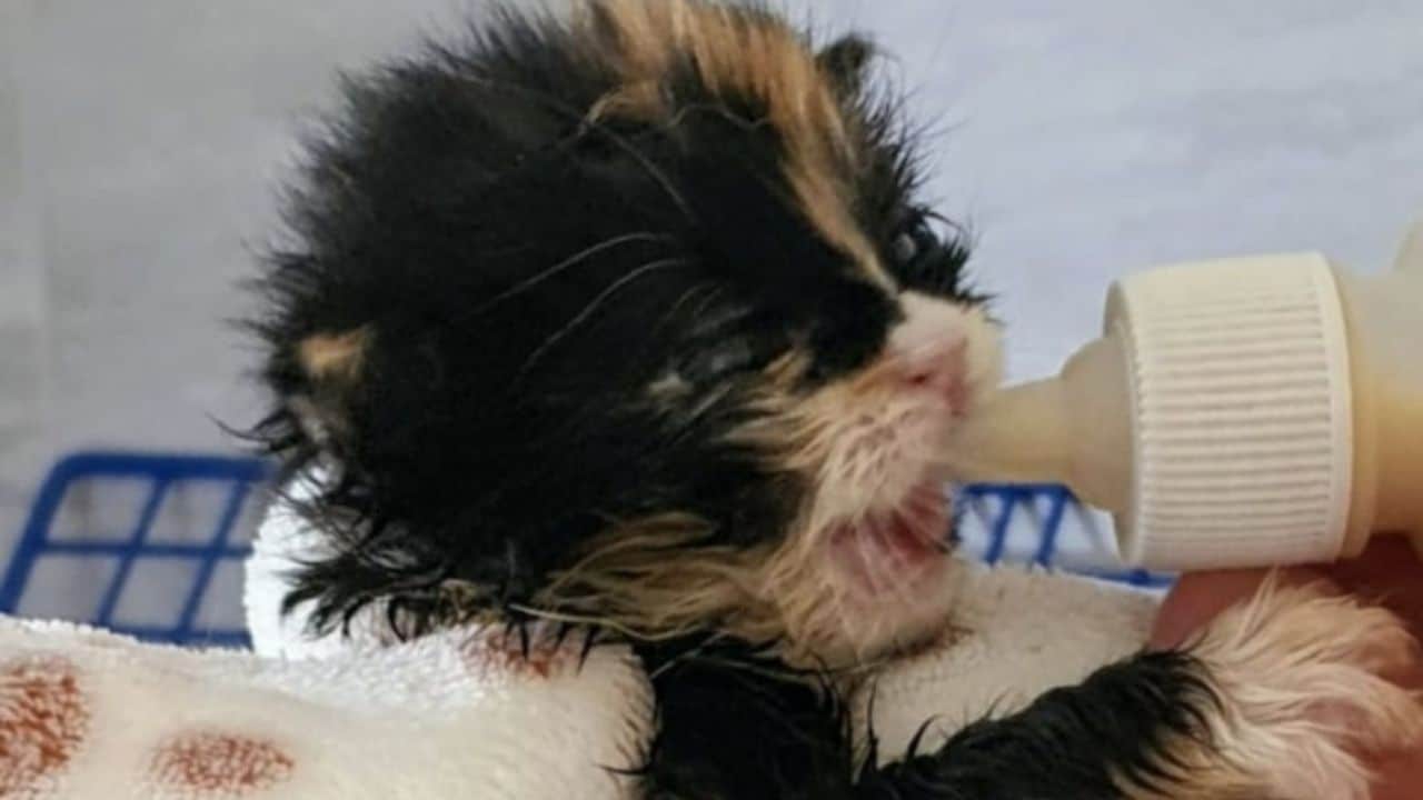 sox @Cats Protection South Wirral