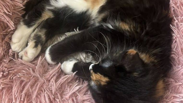 sox chaton @Cats Protection South Wirral