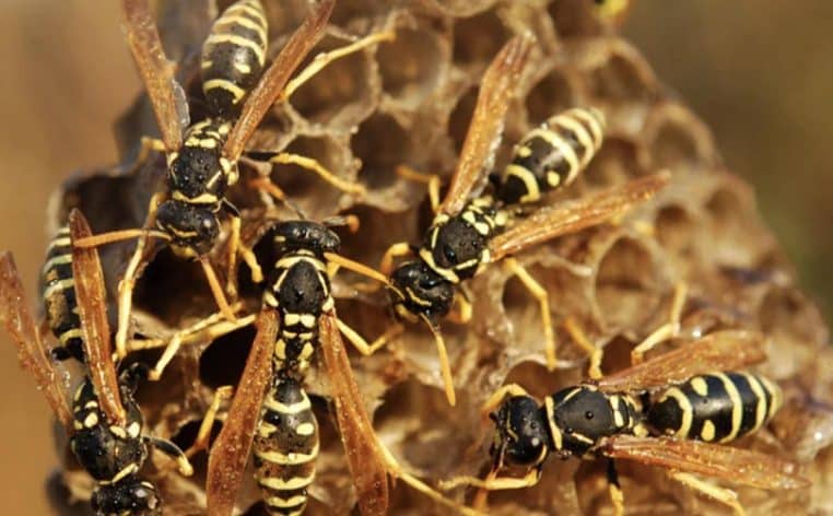 squatteurs guêpes nid insolite