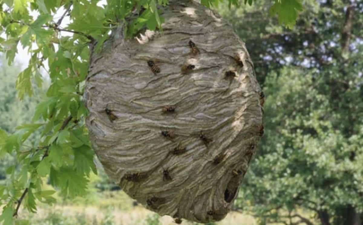 squatteurs guêpes nid insolite