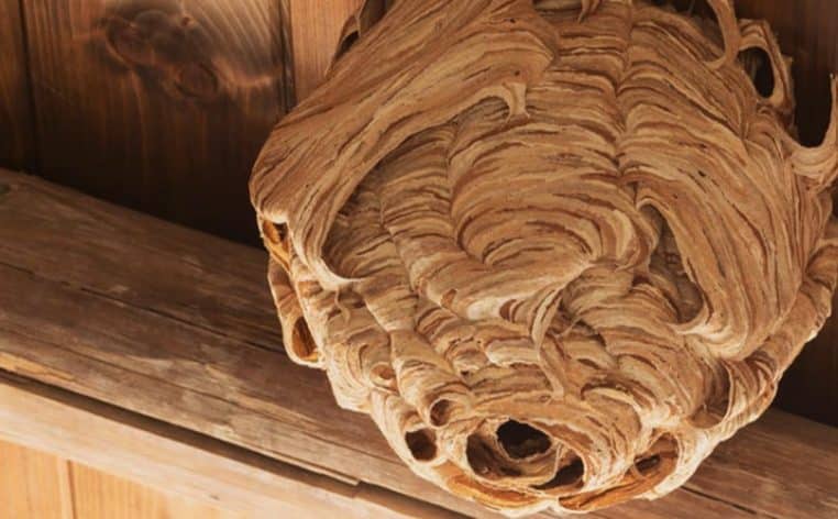 squatteurs guêpes nid insolite