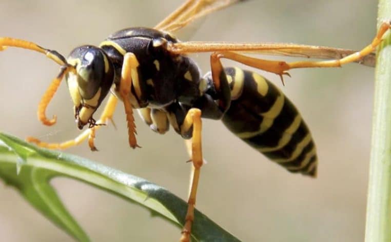 squatteurs guêpes nid insolite
