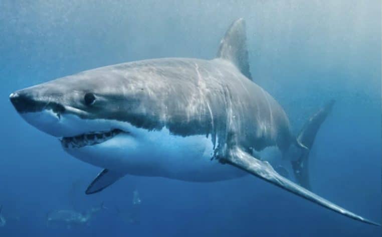 actu surfeur requin info