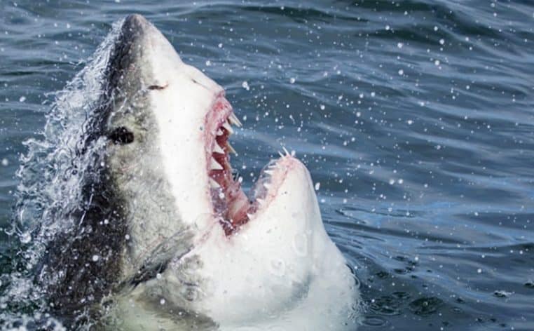 actu surfeur requin info