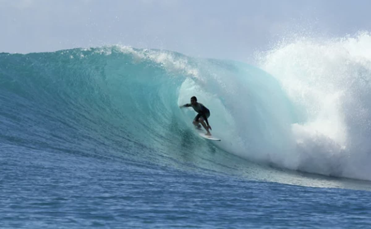 actu surfeur requin info