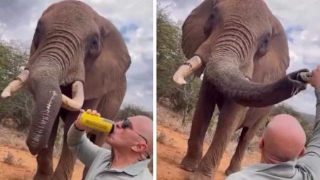 Touriste elephant