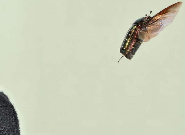 Cétoine dorée au décollage, ailes visibles.