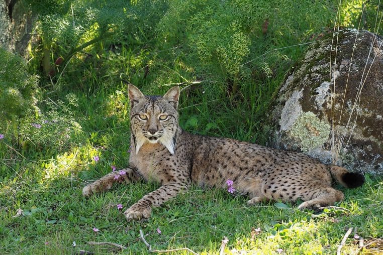 Lynx ibérique femelle en lisière de rochers, pelage tacheté et barbe blanche, lumière latérale, Andalousie.