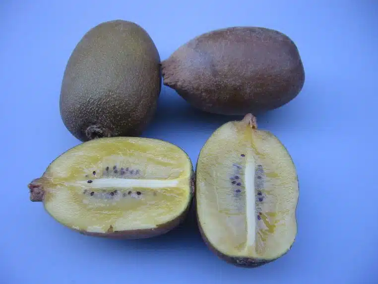 Kiwis jaunes, un demi-fruit coupé.