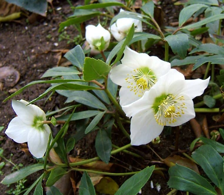 Fleurs blanches d’Helleborus niger émergeant d’un tapis de terre.